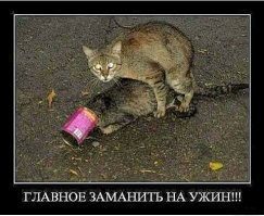 Прикольные и смешные картинки