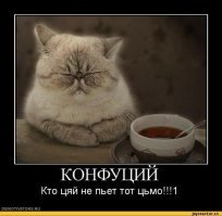 Этот кот-шар никого не оставит равнодушным!