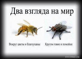 Почему муха трет лапки?