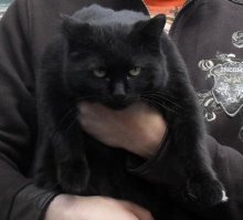 Чёрный друг был с нами больше 15 лет, душил мышек и птичек, делал "массаж", при этом мурлыча. В прошлом году он сначала пришёл потрёпанным, потом ушёл и не вернулся.