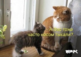 Этот кот-шар никого не оставит равнодушным!