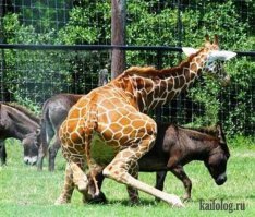 Смешные таблички из зоопарков