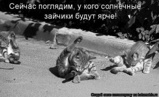 В сети заметили, что средневековые художники часто рисовали кошек. Но почему-то за одним и тем же