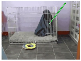 Гифгаф: Такой милоты не покажут по телевизору