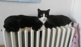 17 животных-неформалов, которых природа наградила необычным окрасом