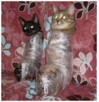 В сети заметили, что средневековые художники часто рисовали кошек. Но почему-то за одним и тем же