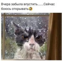 Прикольные и смешные картинки