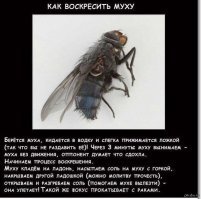 Почему муха трет лапки?