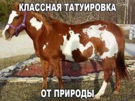 17 животных-неформалов, которых природа наградила необычным окрасом