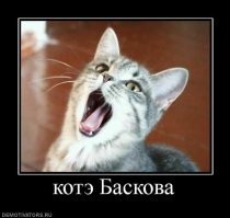 Образ Котэ в демотиваторах