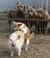 Каких только пород не бывает...

.