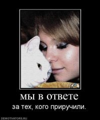 Образ Котэ в демотиваторах