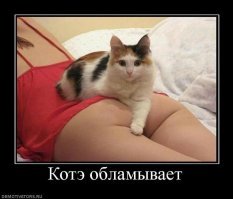 Образ Котэ в демотиваторах