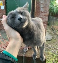 Образ Котэ в демотиваторах