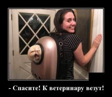 Образ Котэ в демотиваторах