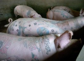 Партаки на девице