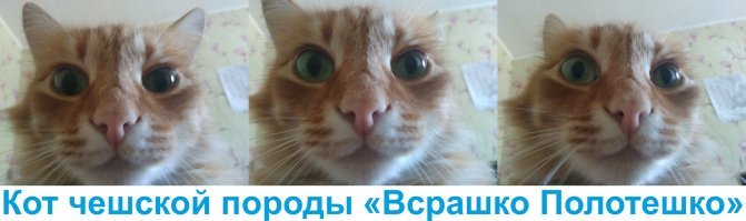 Образ Котэ в демотиваторах