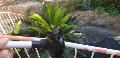 Афигительный пост, побольше бы таких. Паук в австралии заполз, говорят самый опасный в мире.