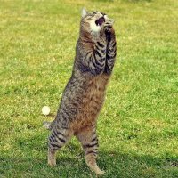 Красивые кошечки...