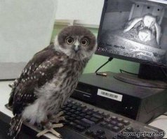 18 фотографий, которыми совы могут гордиться
