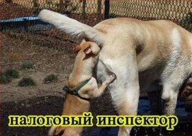 Таможенный досмотр?