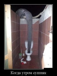 Утомленный жаждой слон пришел к туристам в душевую