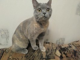 Корм для котов
