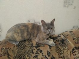 Корм для котов