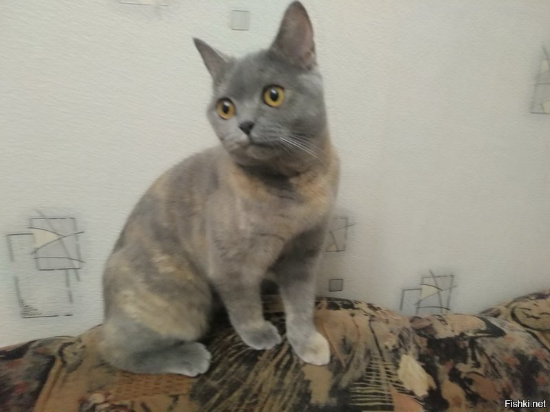 Корм для котов