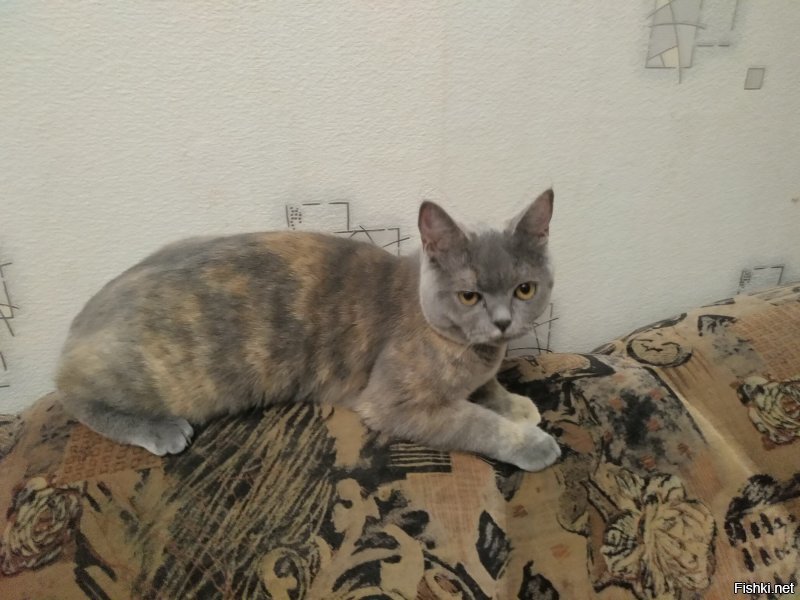 Корм для котов