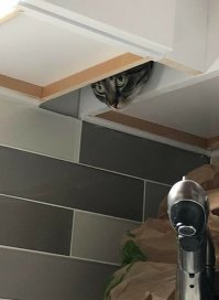 А мышь уже ушла?
