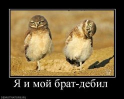 18 фотографий, которыми совы могут гордиться