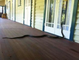 Тёща погостить приехала.