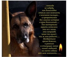 У наших родителей соседи  собакуна отравили . Любимый пёс был.
Сумы, если чо