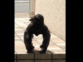 10 животных-качков из серии "Показалось"