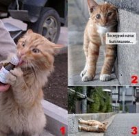 Почему кошки любят валерьянку?