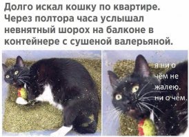 Почему кошки любят валерьянку?