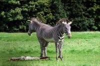 Фотограф поймал в объектив двухголовую зебру