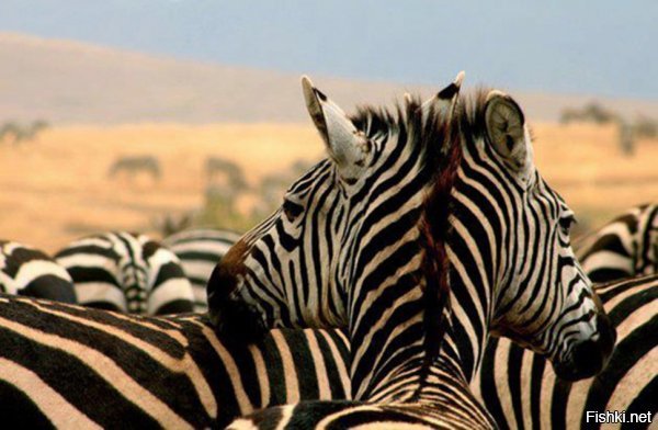 Фотограф поймал в объектив двухголовую зебру