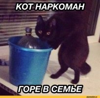 Почему кошки любят валерьянку?