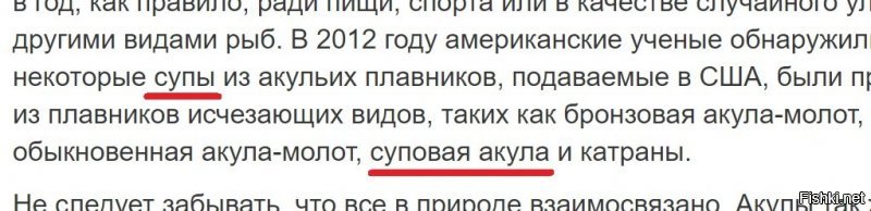 Эх, попробовать бы суп из суповой акулы!