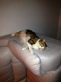 У этого кота с физикой всё в порядке.