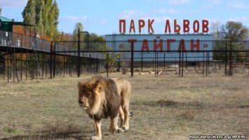 в Крыму есть такой зоопарк. только люди не в клетках, а ходят по дорожкам над львами