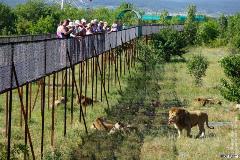 в Крыму есть такой зоопарк. только люди не в клетках, а ходят по дорожкам над львами