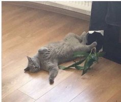 Почему кошки много спят?