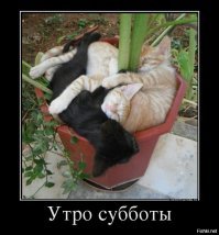 Почему кошки много спят?