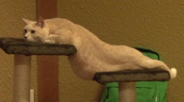 Почему кошки много спят?