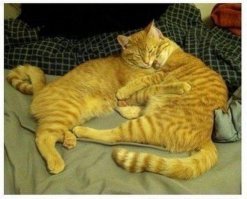 Почему кошки много спят?