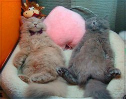 Почему кошки много спят?