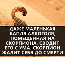 Полный бред! Я заспиртовывал скорпионов (потом делал брелочки в стиле "янтарь с насекомым"), так эта тварь даже в чистом спирте живёт довольно долго!